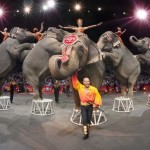 Ringling Bros elephants pic